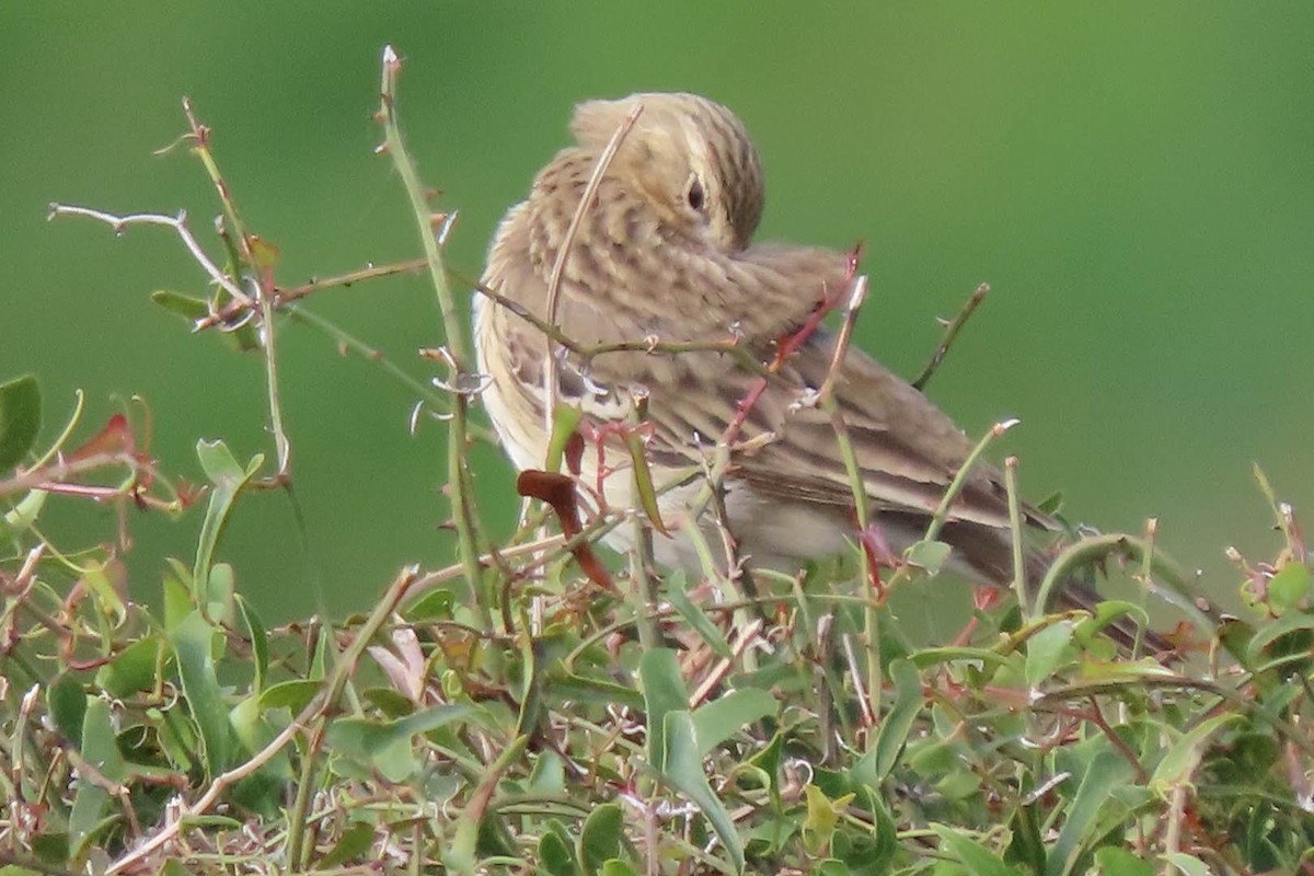 Tree Pipit - ML617825032