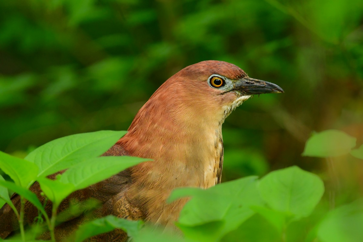 Japanese Night Heron - Koji  Tagi