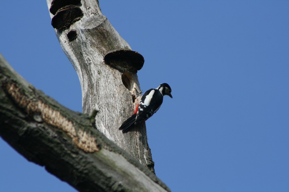Great Spotted Woodpecker - ML617825083