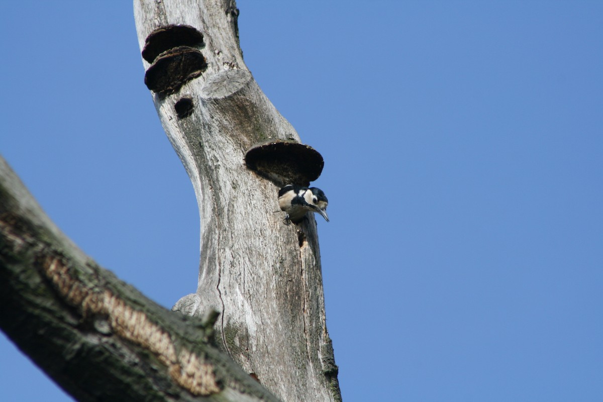 Great Spotted Woodpecker - ML617825084