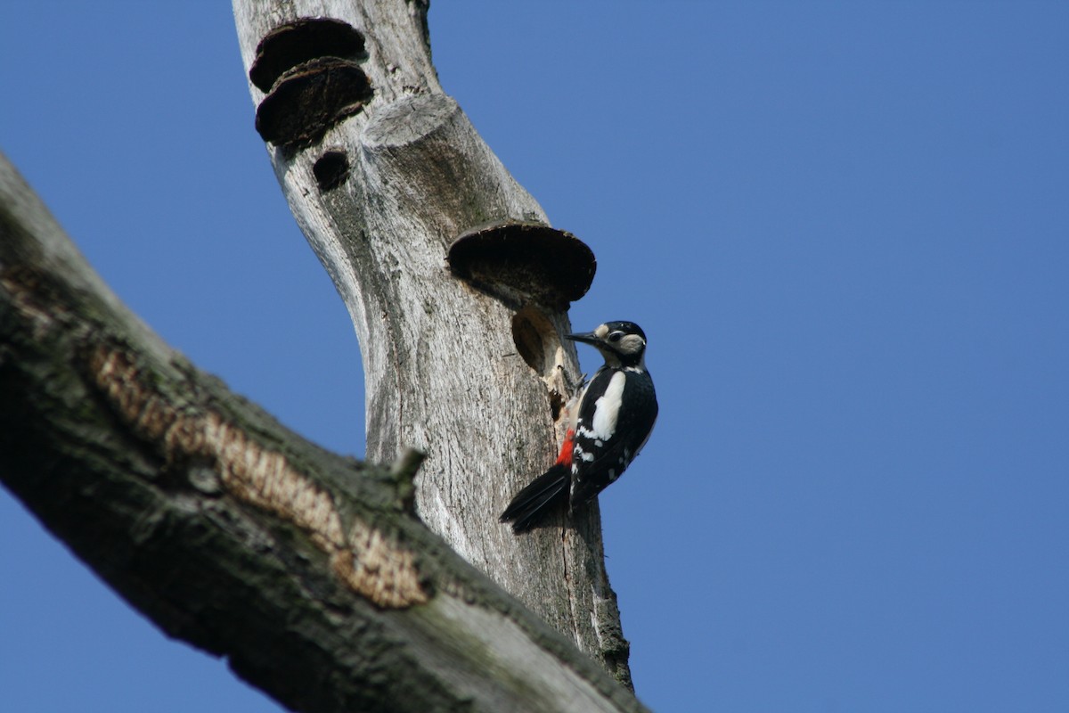 Great Spotted Woodpecker - ML617825085