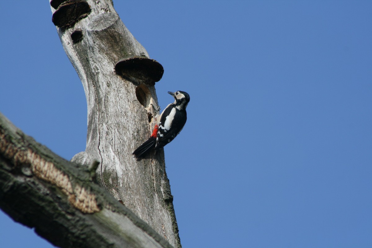 Great Spotted Woodpecker - ML617825086