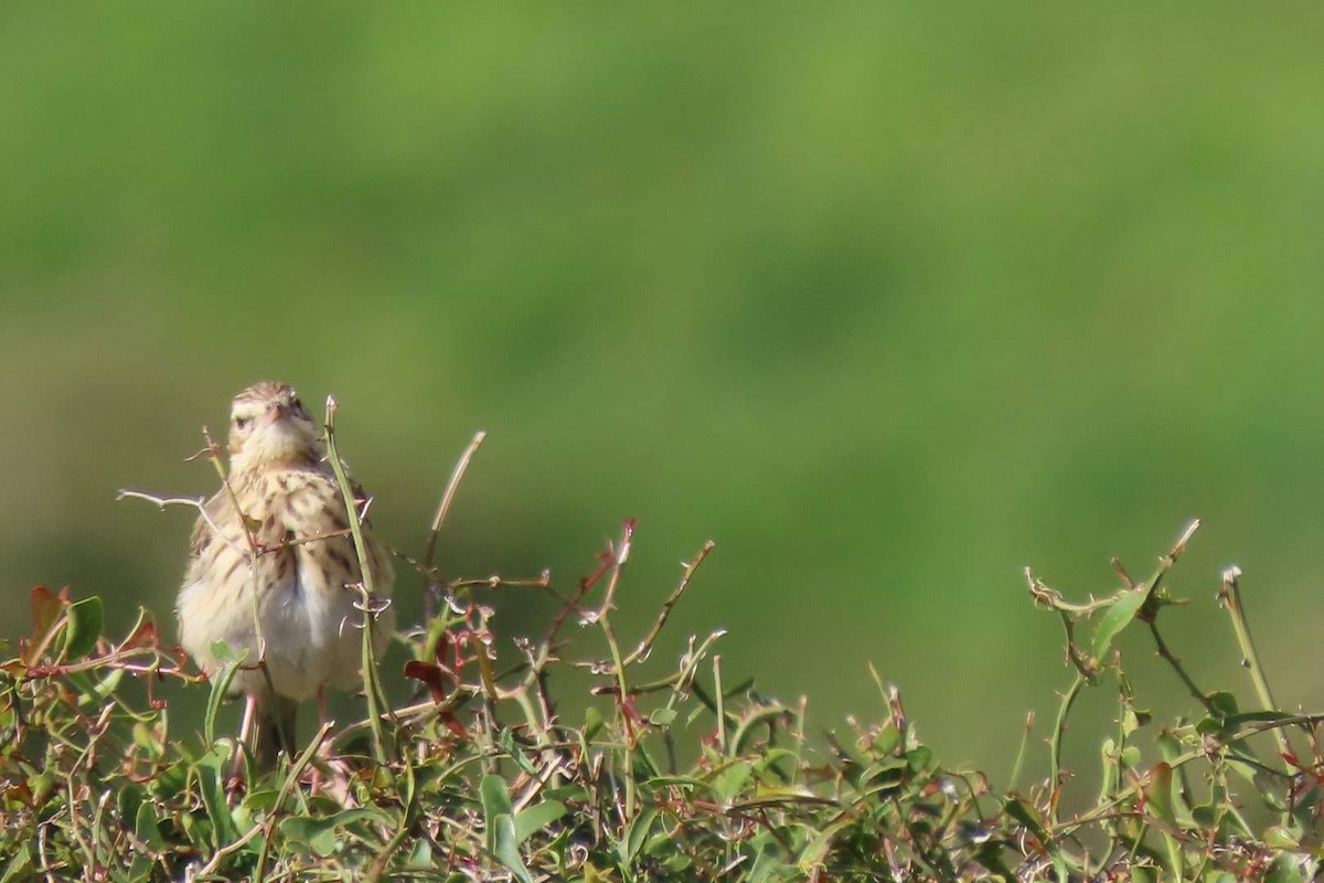 Tree Pipit - ML617825095