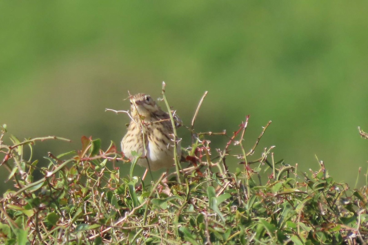 Tree Pipit - Rosa Benito Madariaga