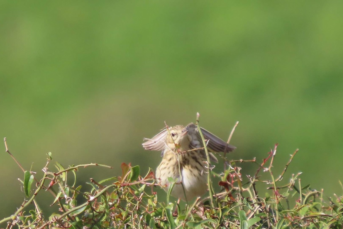 Tree Pipit - ML617825097