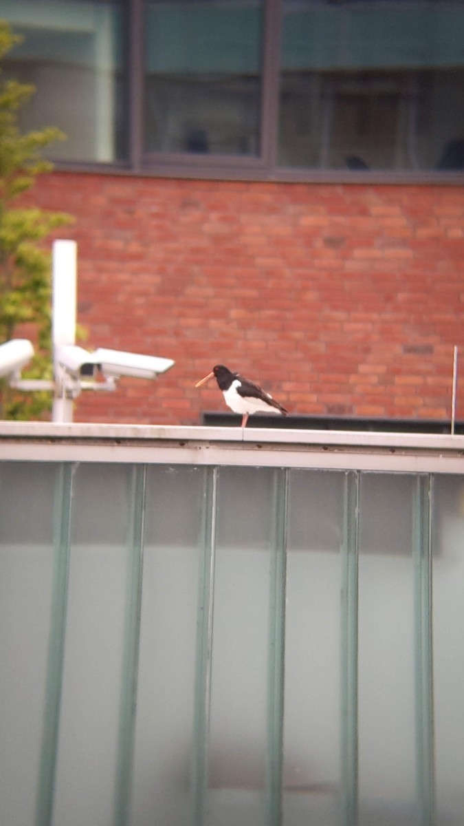 Eurasian Oystercatcher - ML617825116