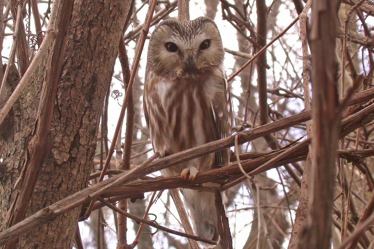 Northern Saw-whet Owl - Allen Chartier