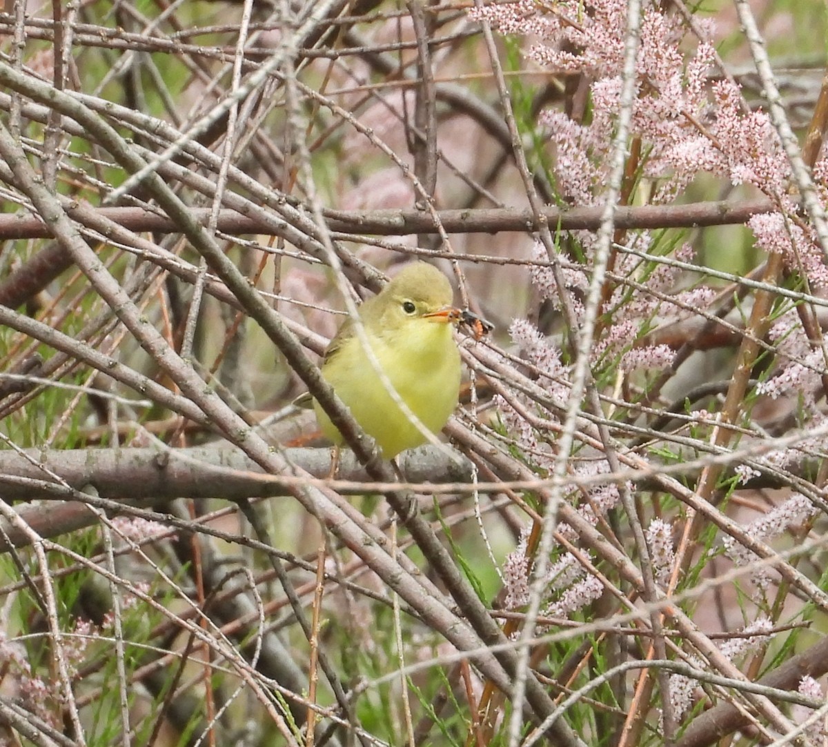 Melodious Warbler - ML617825160