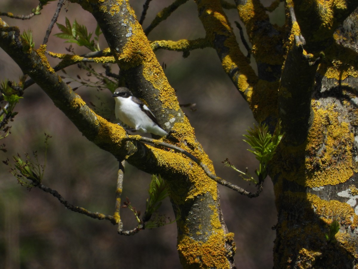 European Pied Flycatcher - ML617825203