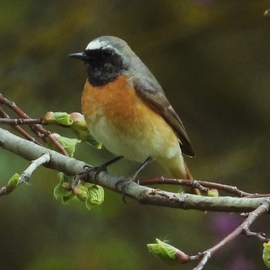 Common Redstart - ML617825214