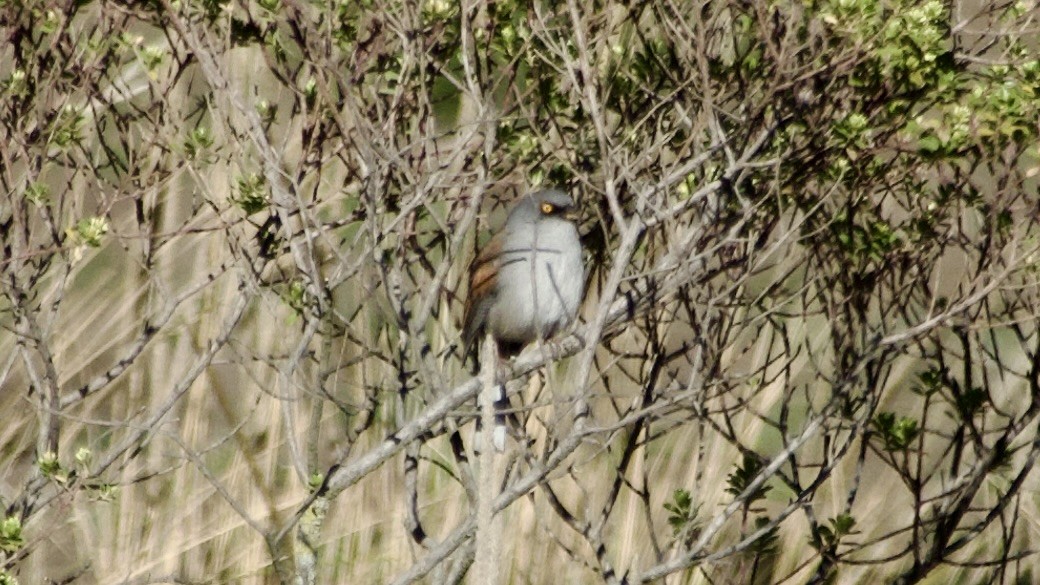 Yellow-eyed Junco - ML617825228