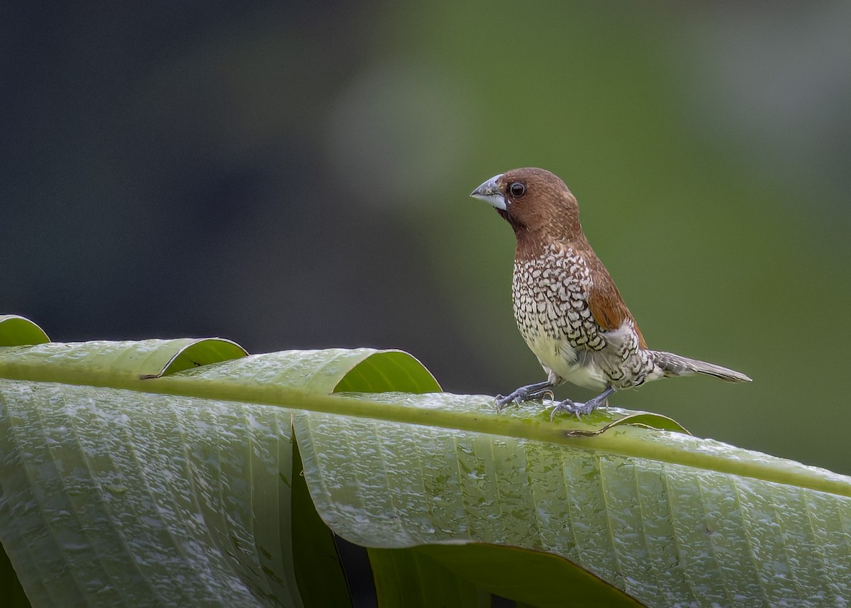 Scaly-breasted Munia - ML617825233