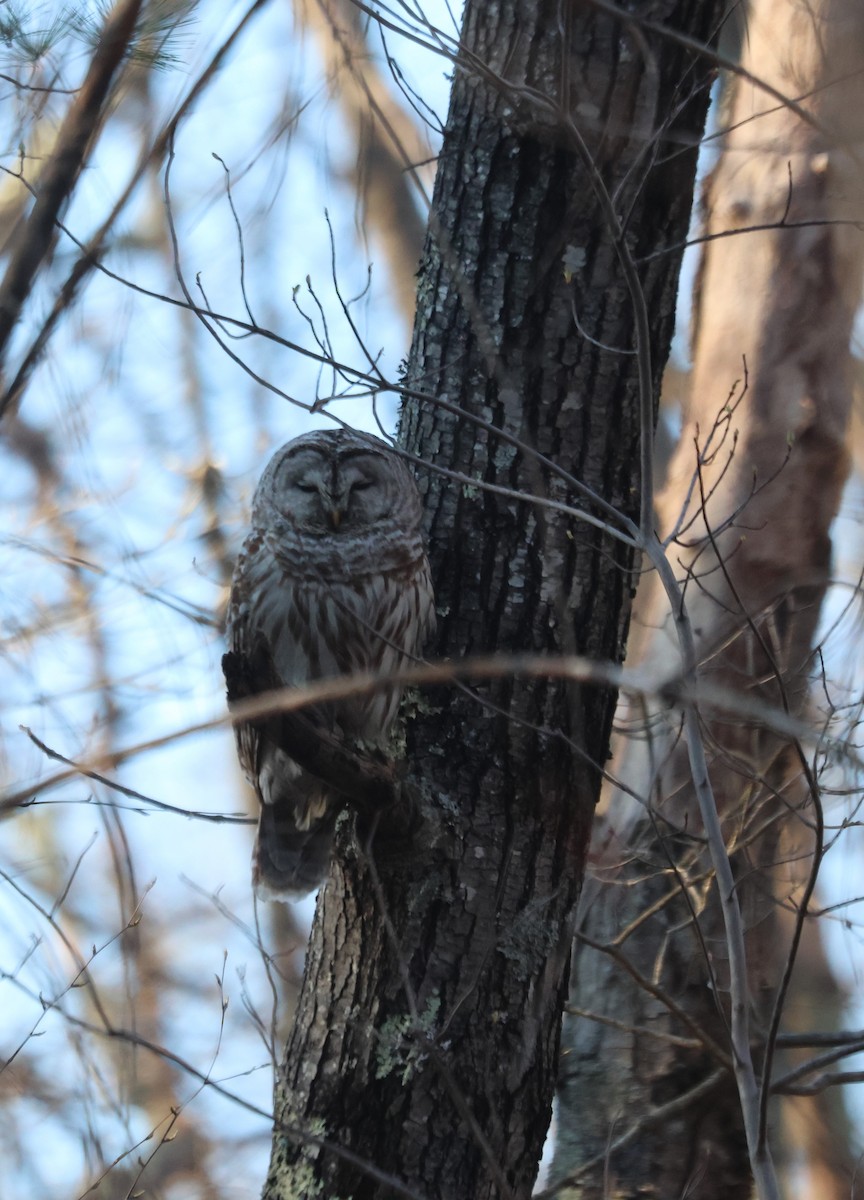 Barred Owl - ML617825272