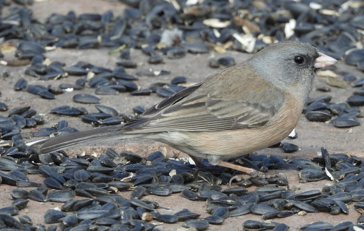 Dark-eyed Junco (Pink-sided) - ML617825298