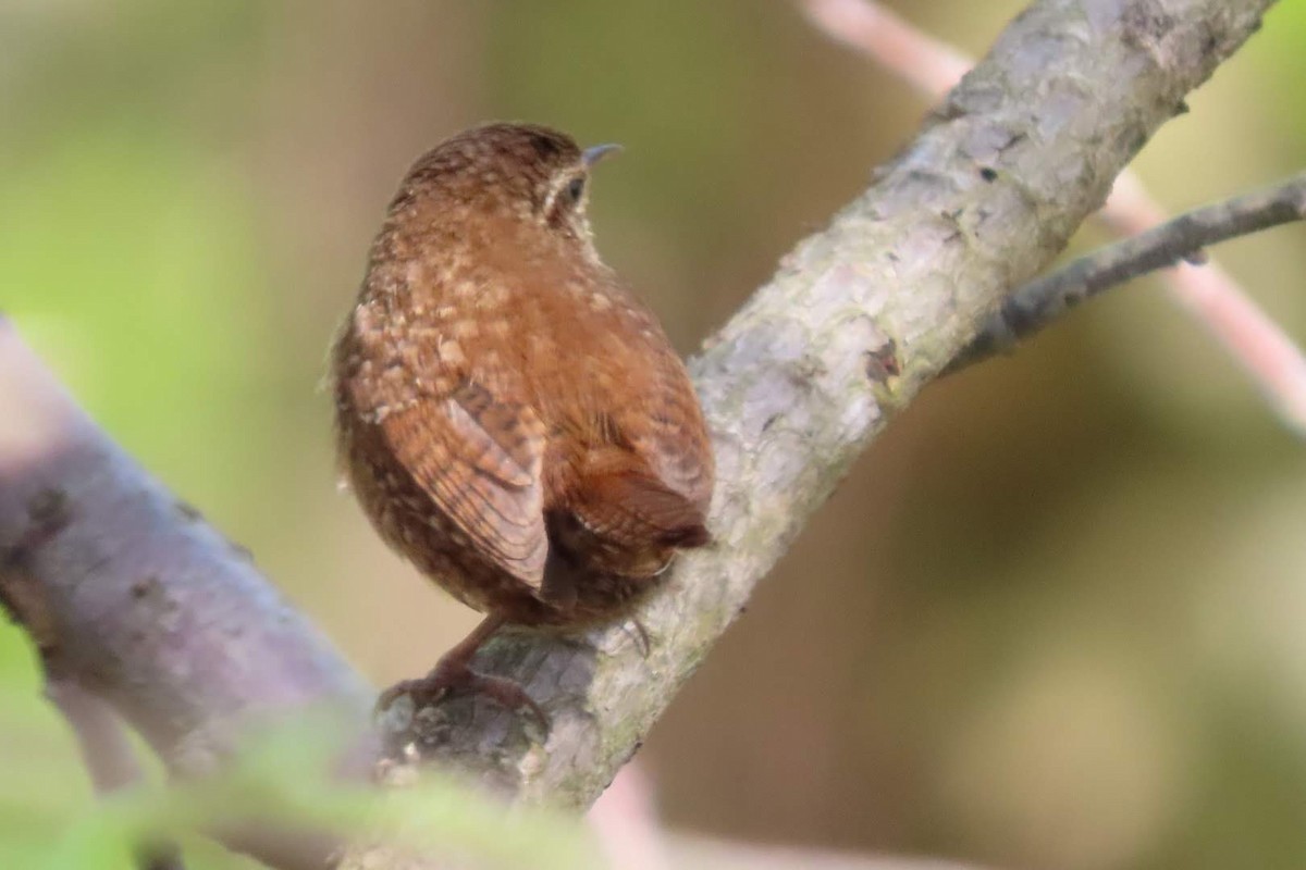 Eurasian Wren - ML617825311