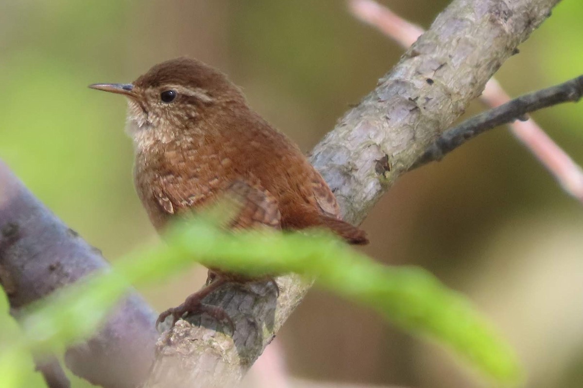 Eurasian Wren - ML617825314