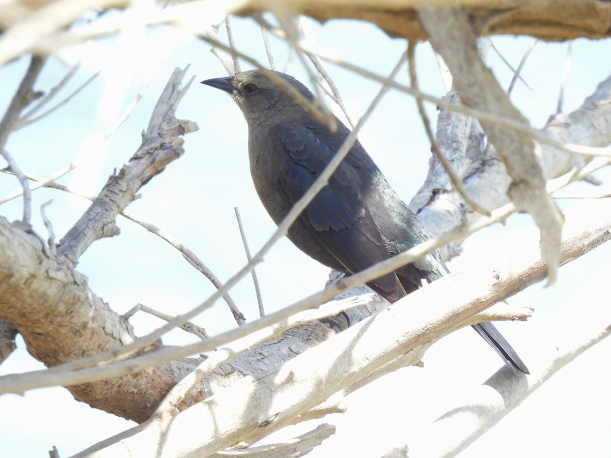 Brewer's Blackbird - ML617825315