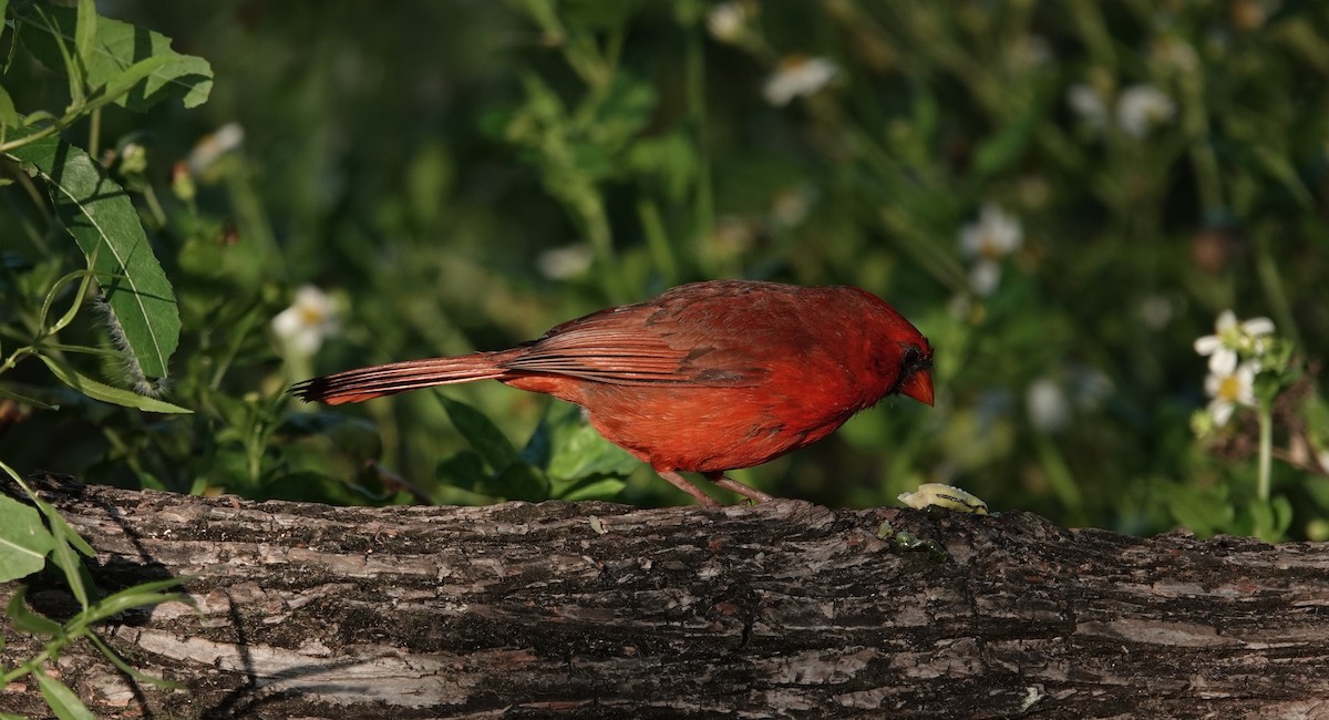 Cardinal rouge - ML617825336