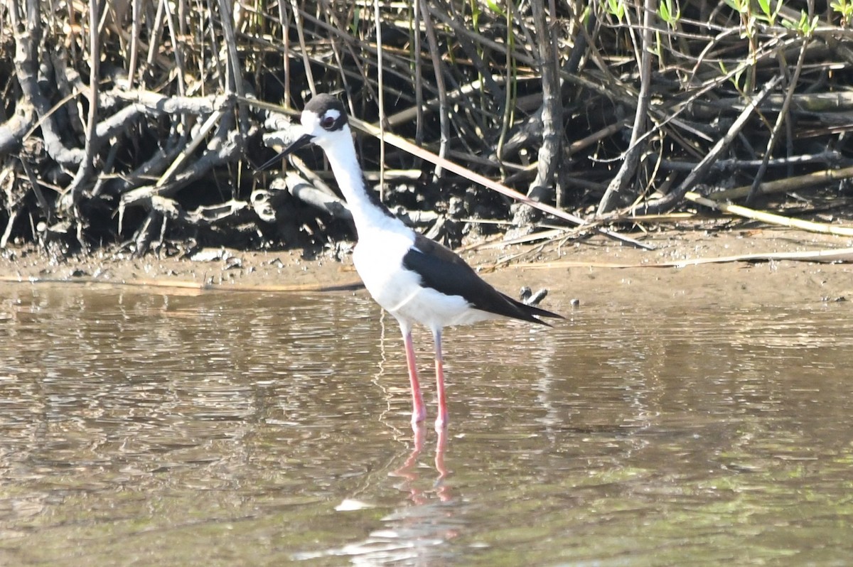 Cigüeñuela Cuellinegra - ML617825342