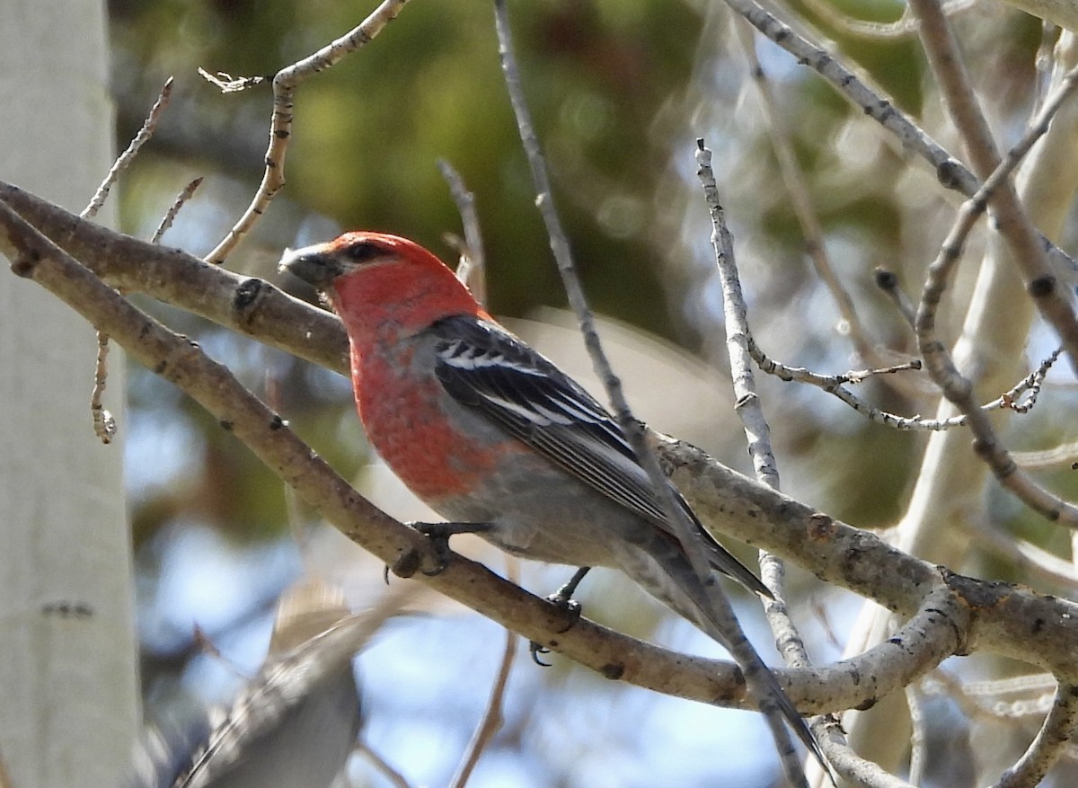 Pine Grosbeak - ML617825348