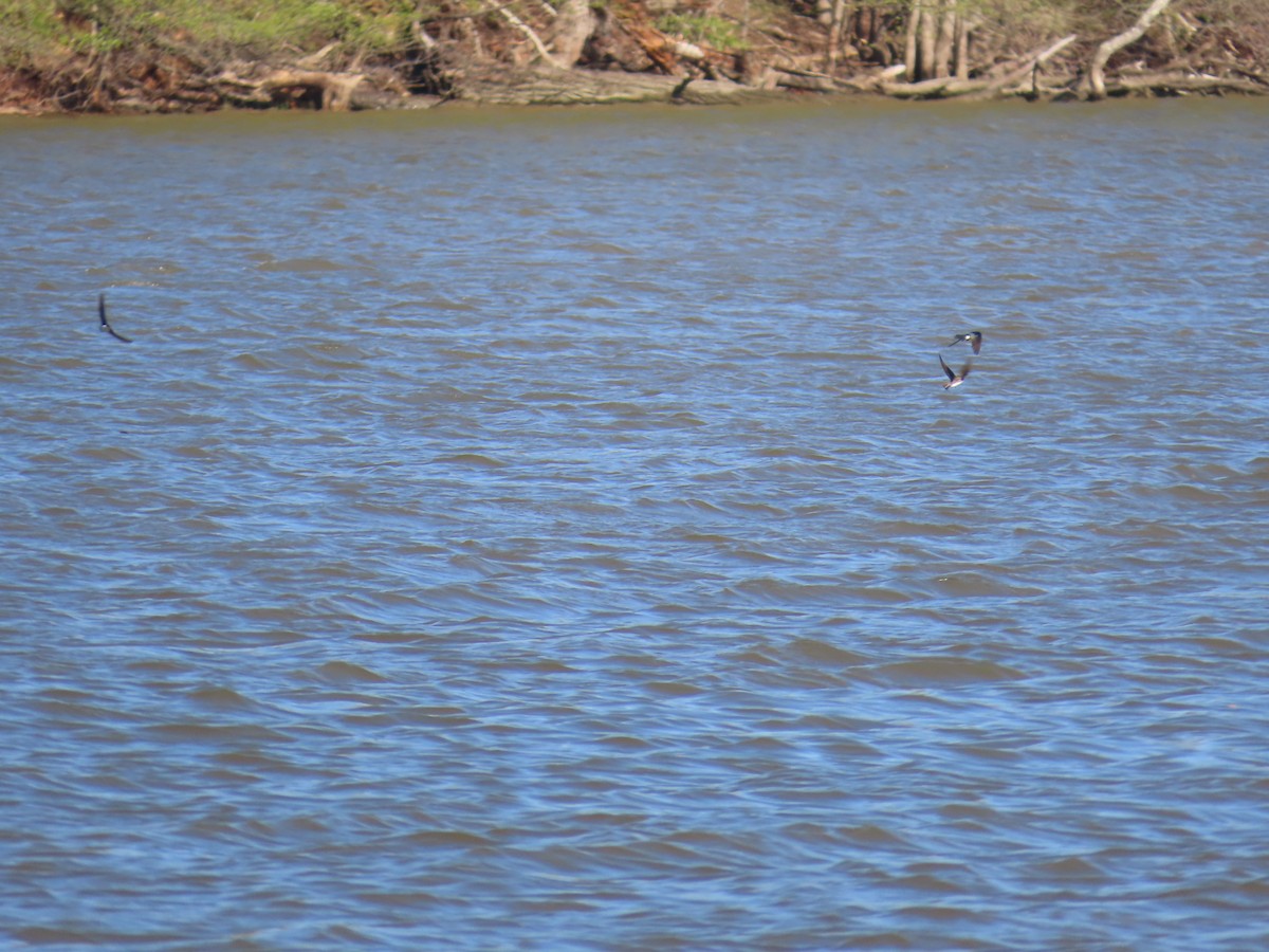 swallow sp. - Susan Wright