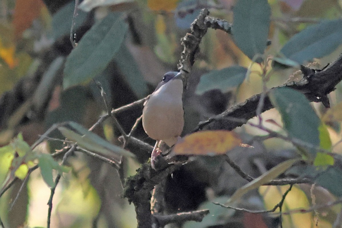 White-browed Shrike-Babbler - ML617825395