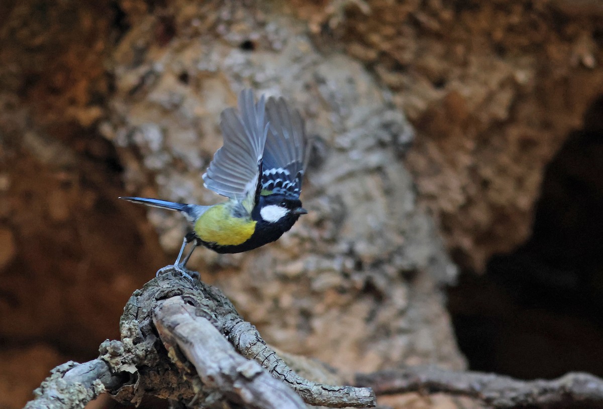 Green-backed Tit - ML617825404