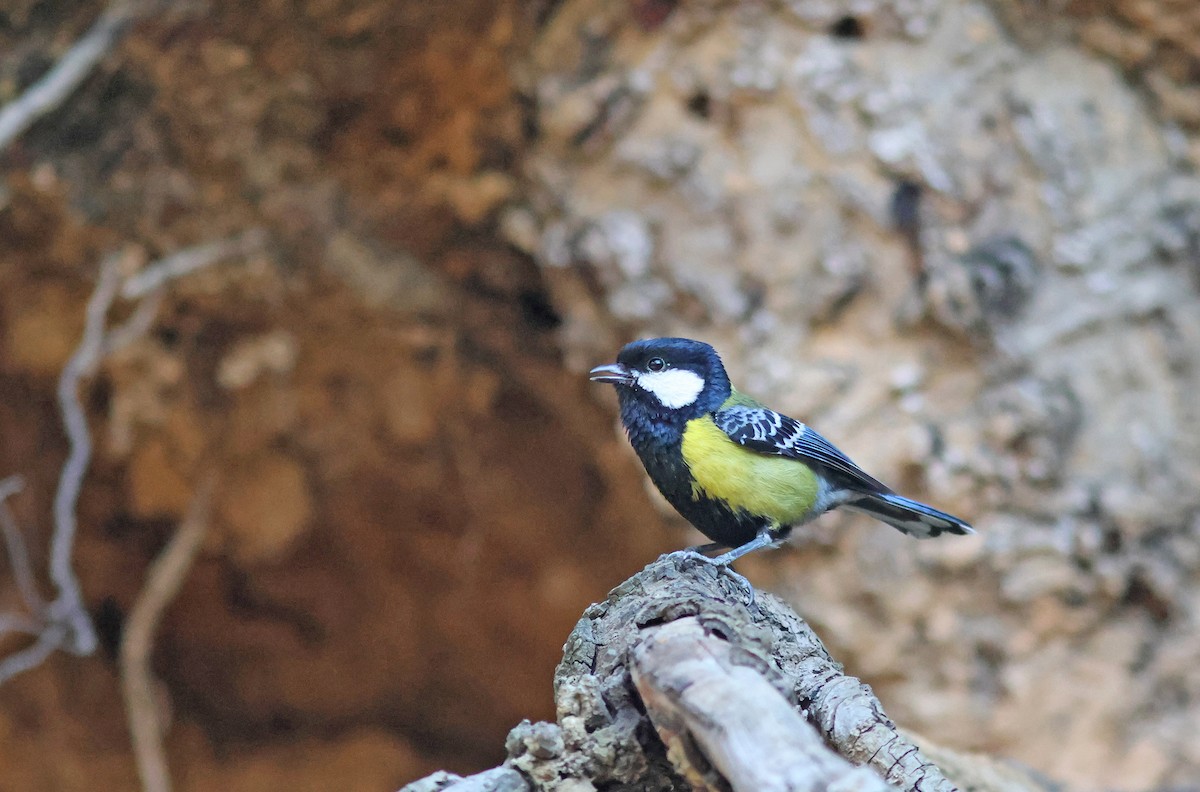 Green-backed Tit - ML617825405