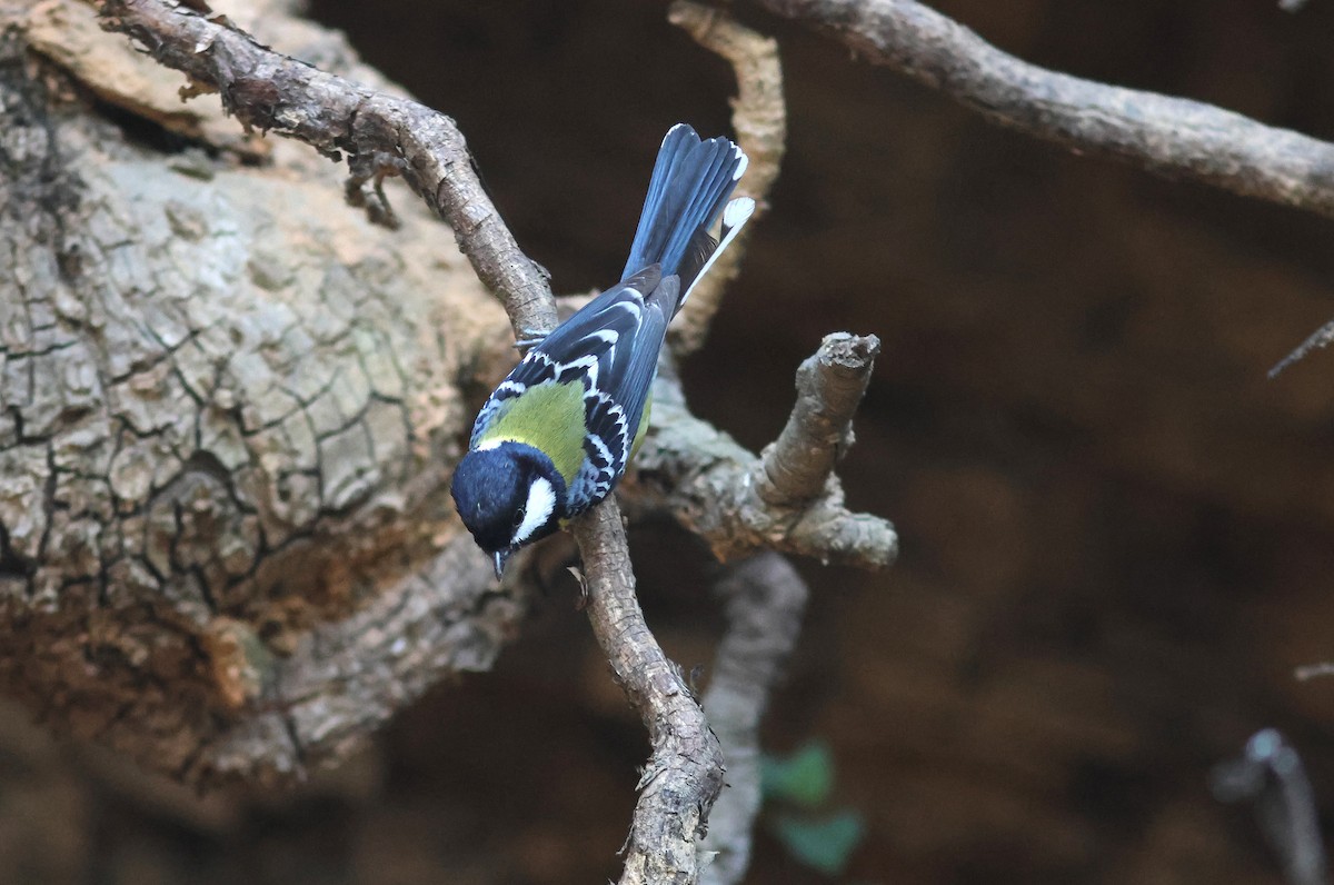 Green-backed Tit - ML617825409