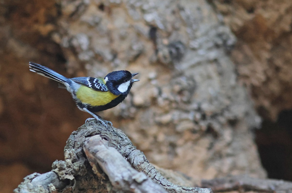 Green-backed Tit - ML617825410