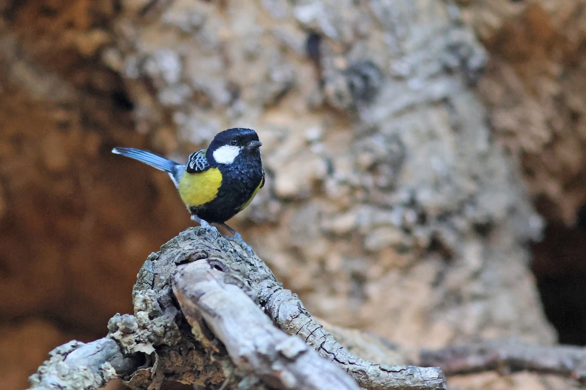 Green-backed Tit - ML617825412