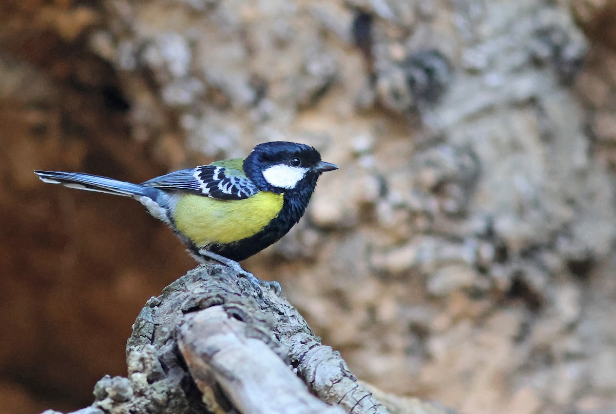 Green-backed Tit - ML617825413