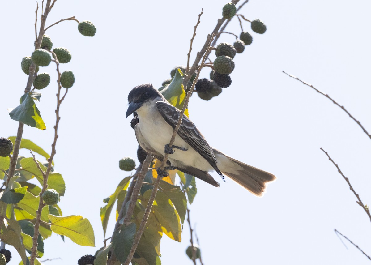 Giant Kingbird - ML617825427