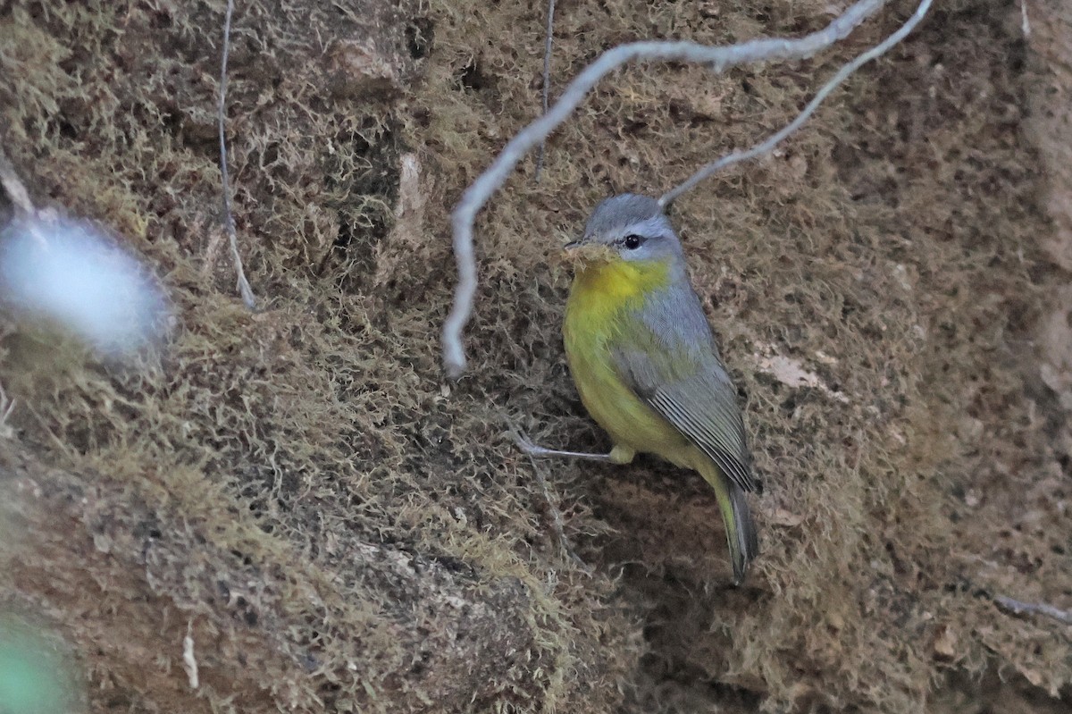 Gray-hooded Warbler - ML617825451