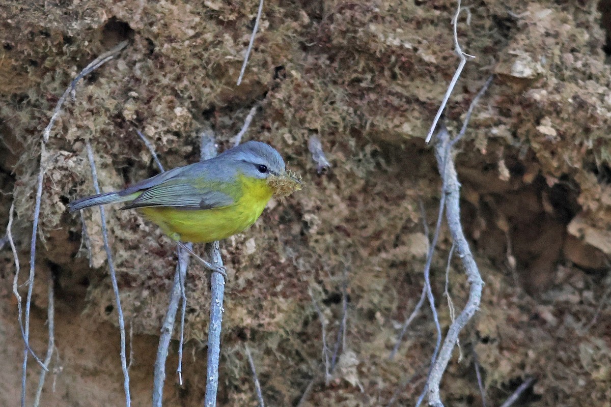 Gray-hooded Warbler - ML617825454