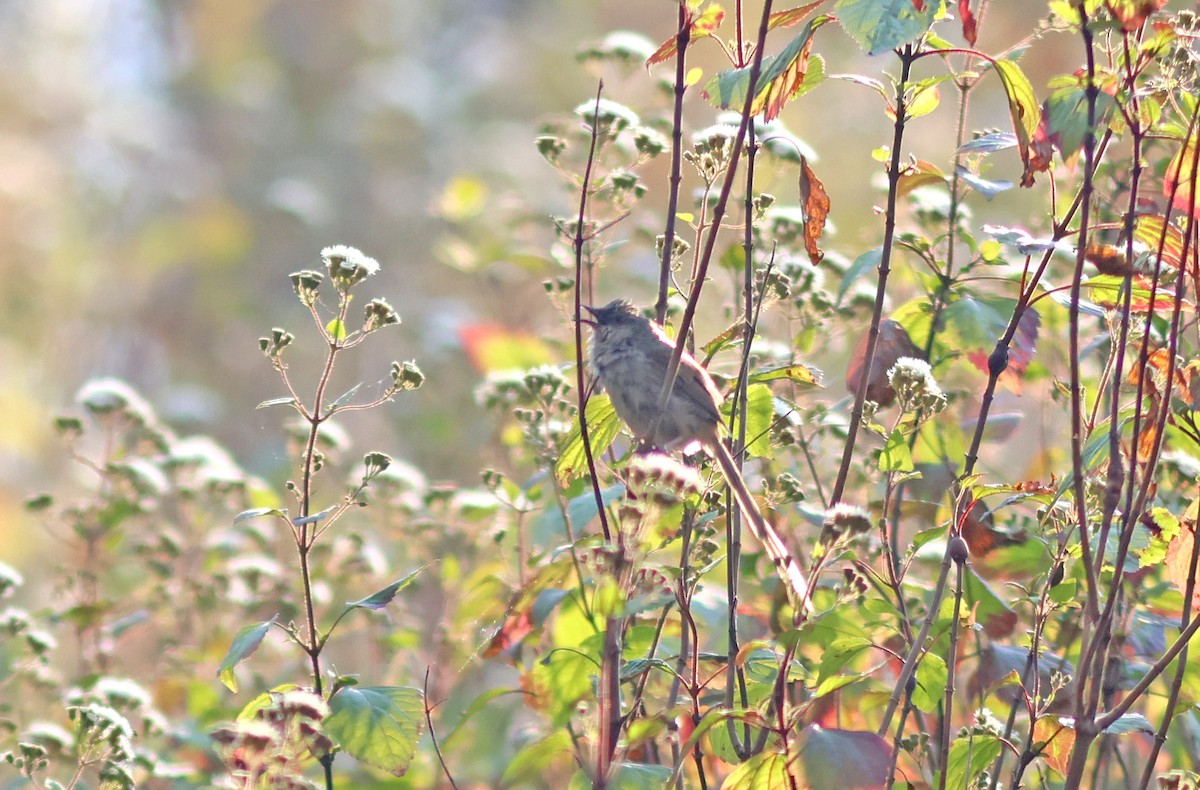 Himalayan Prinia - ML617825501