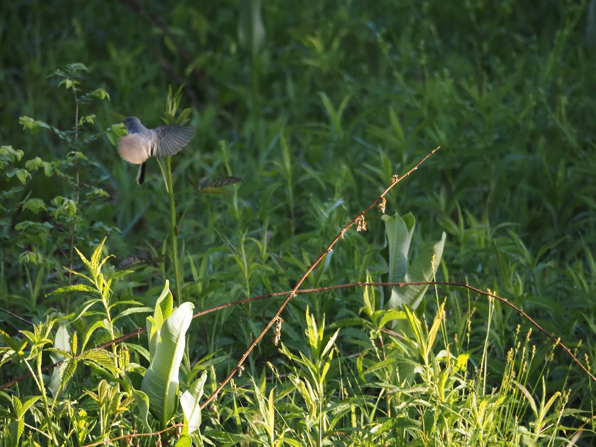 Blue-gray Gnatcatcher - ML617825561