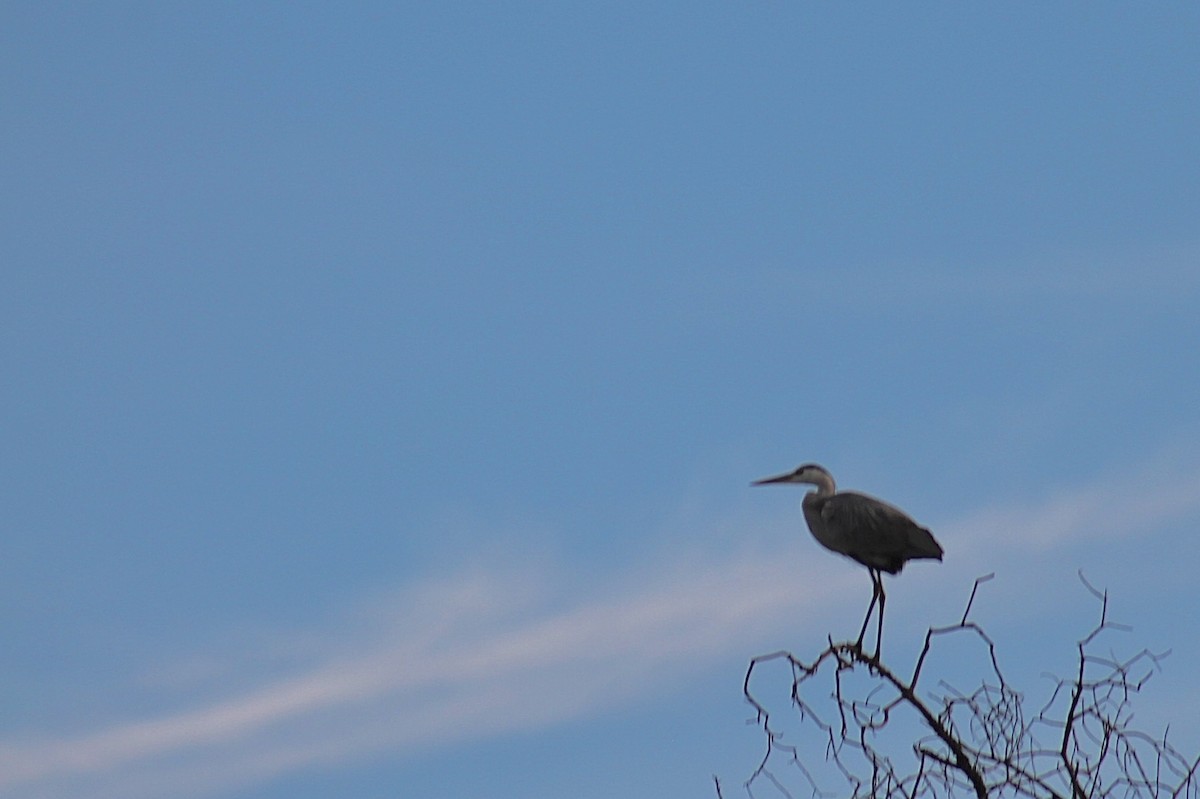 Gray Heron - ML617825562