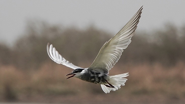 Whiskered Tern - ML617825590