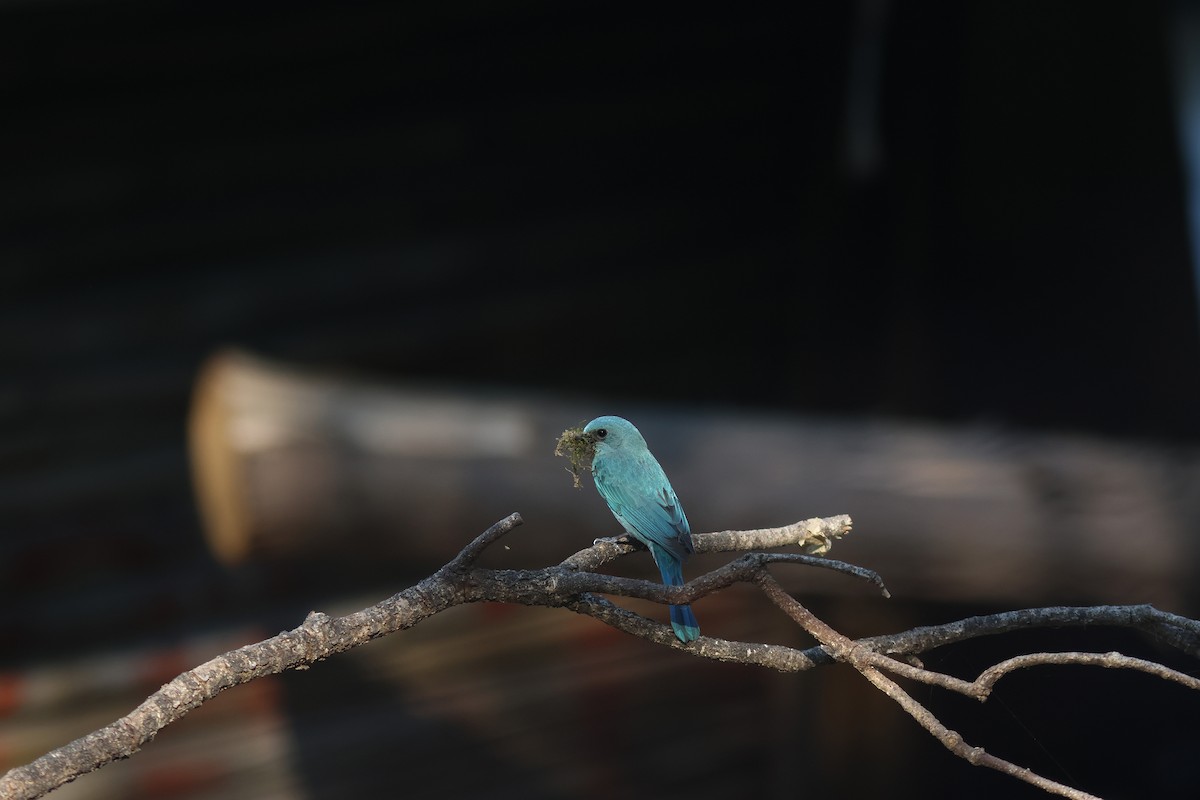 Verditer Flycatcher - ML617825593