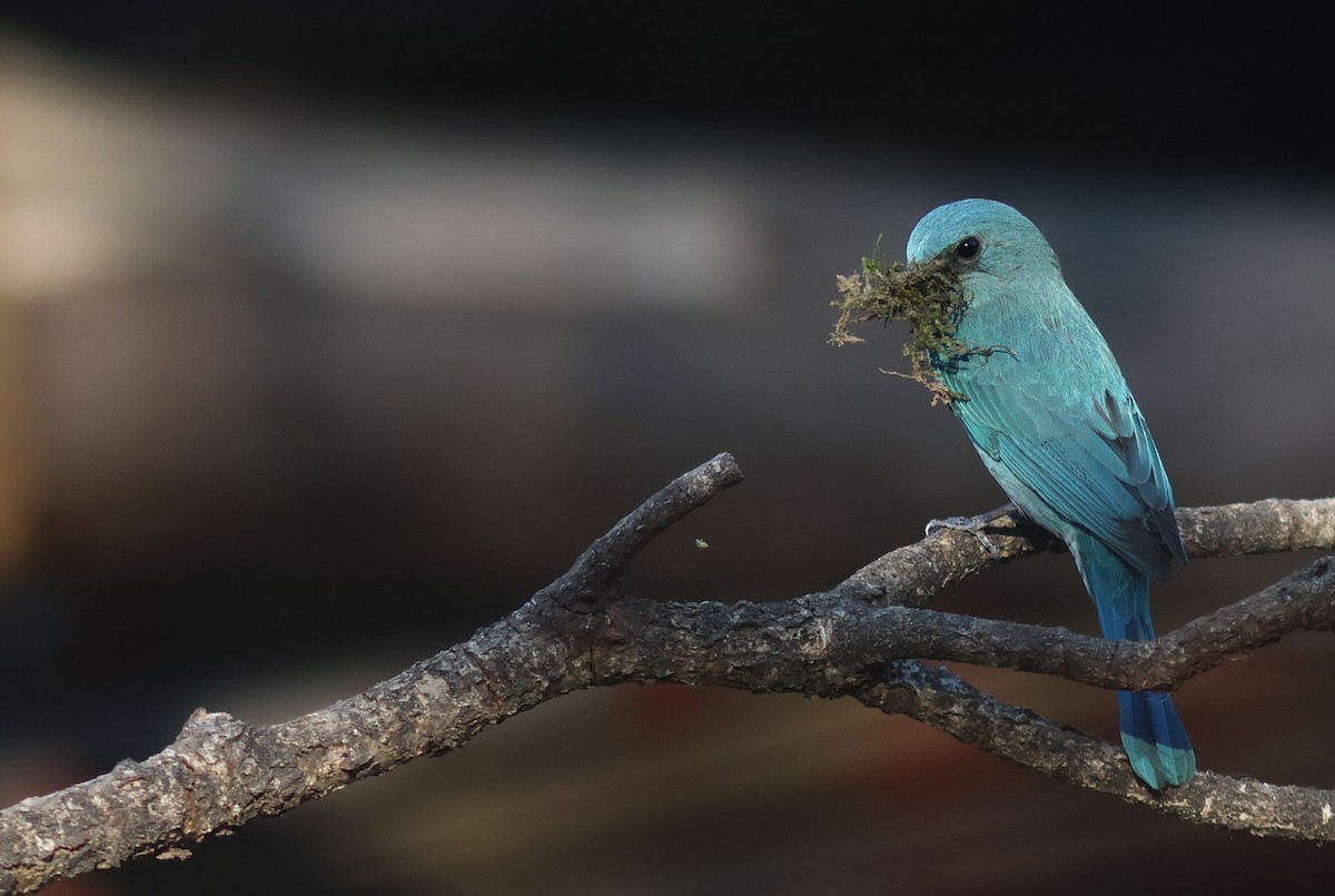 Verditer Flycatcher - ML617825596