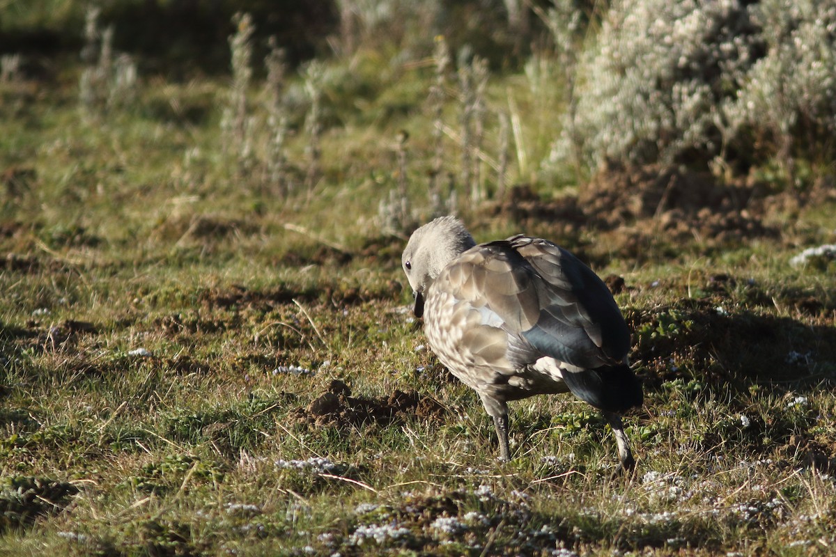 Blue-winged Goose - ML617825600