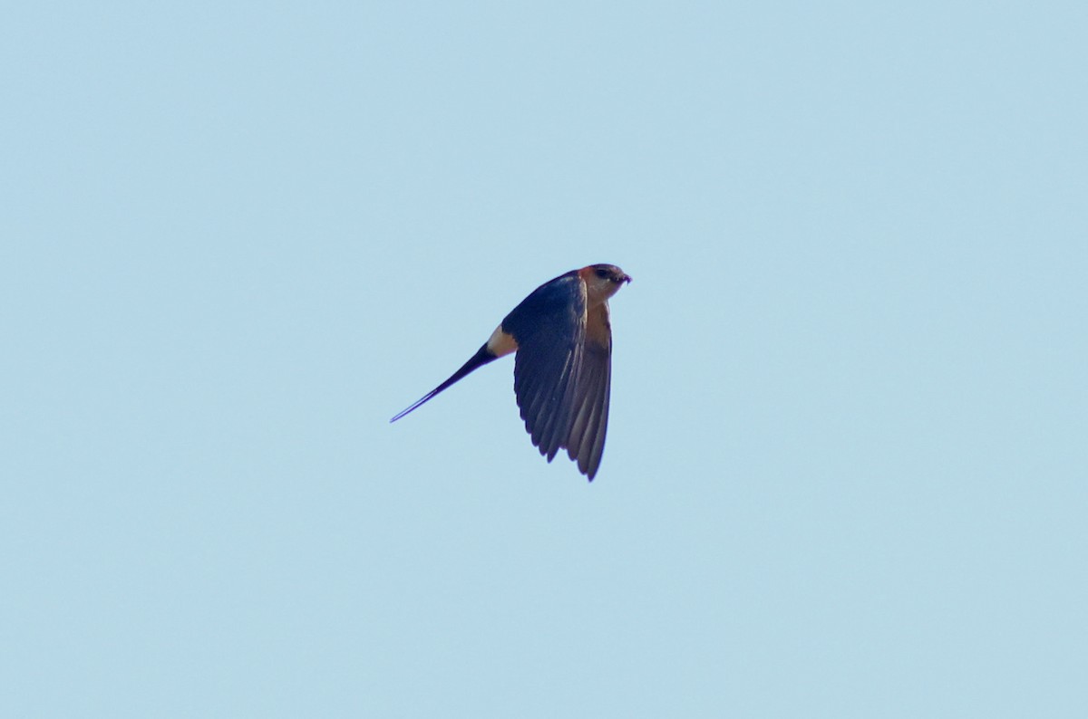 Red-rumped Swallow - ML617825607