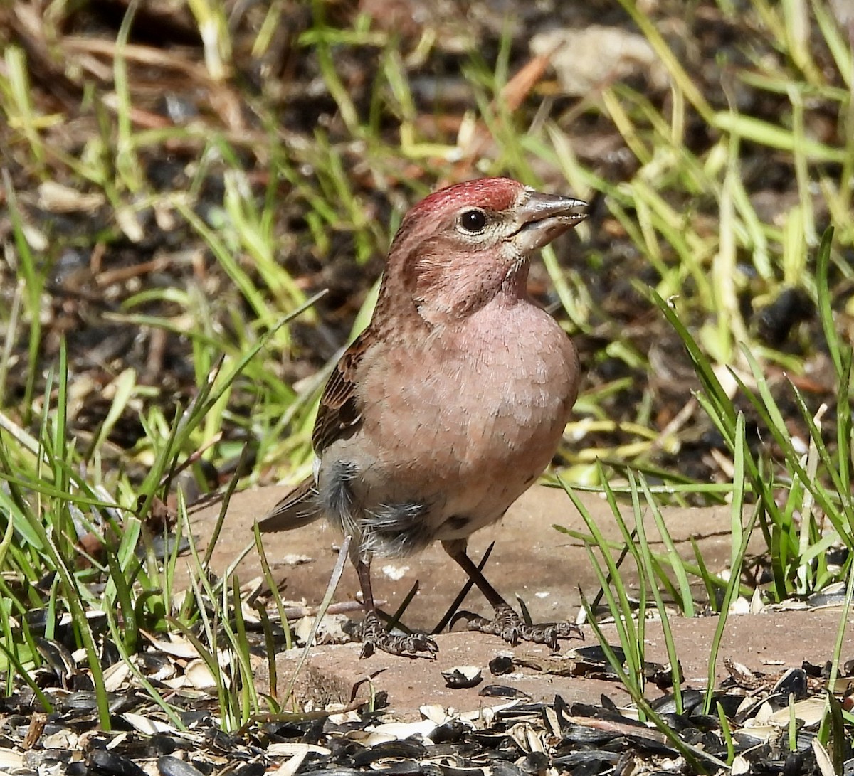 Cassin's Finch - ML617825625