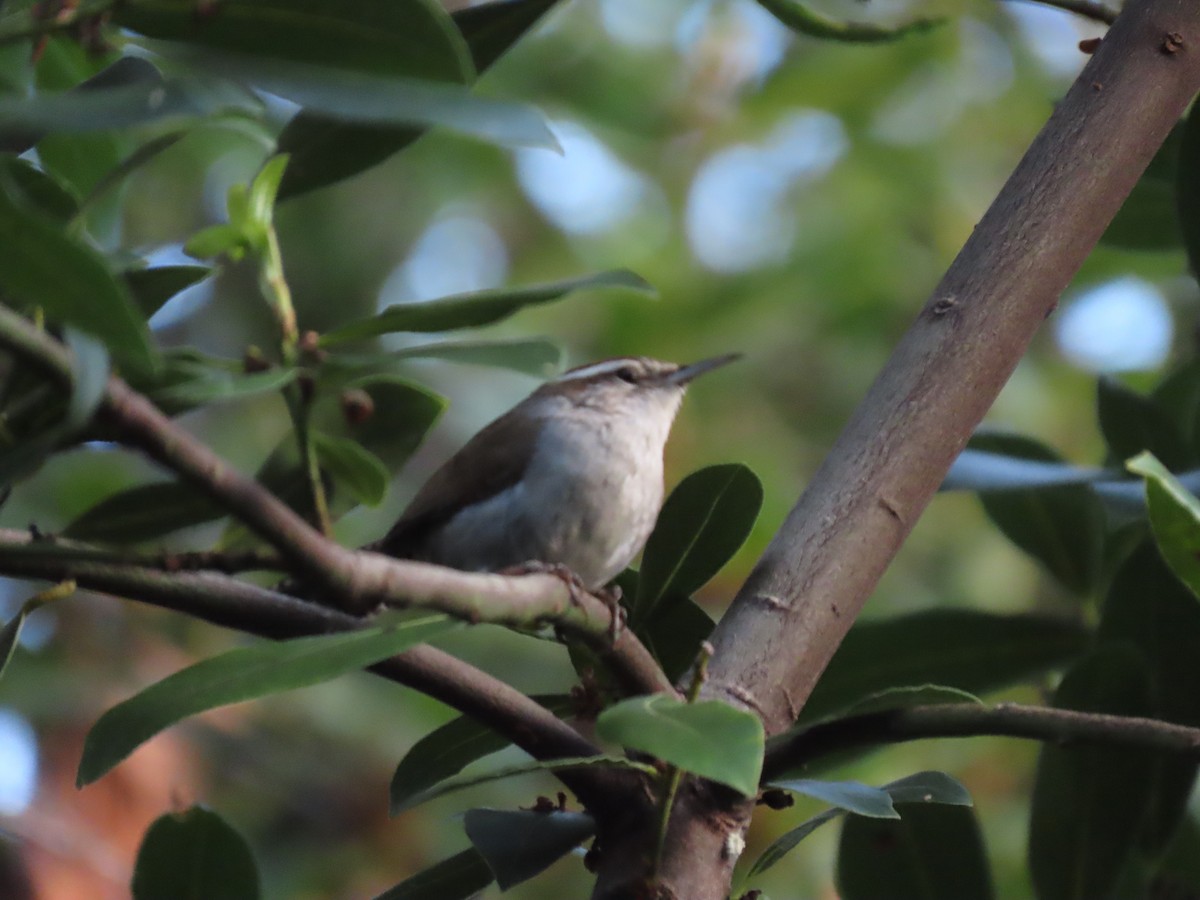 Bewick's Wren - ML617825642