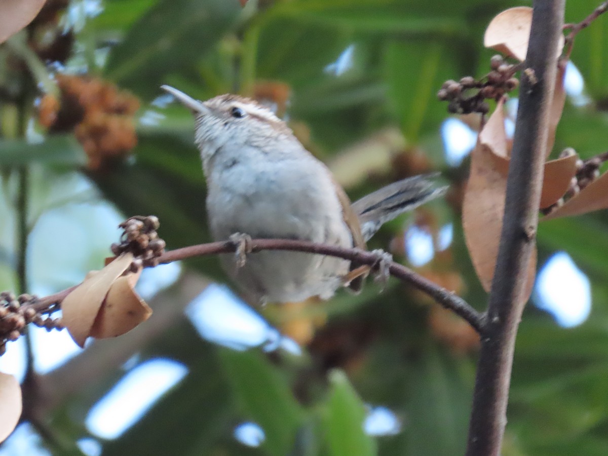 Bewick's Wren - ML617825645