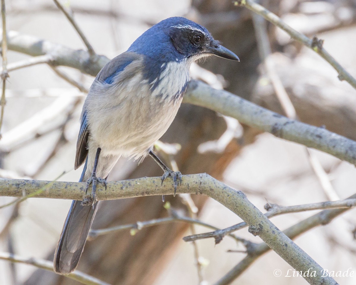 California Scrub-Jay - Gerry and Linda Baade