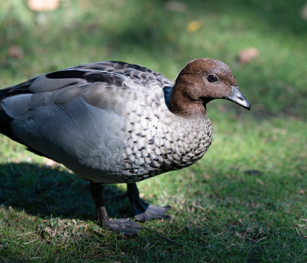 Maned Duck - ML617825701