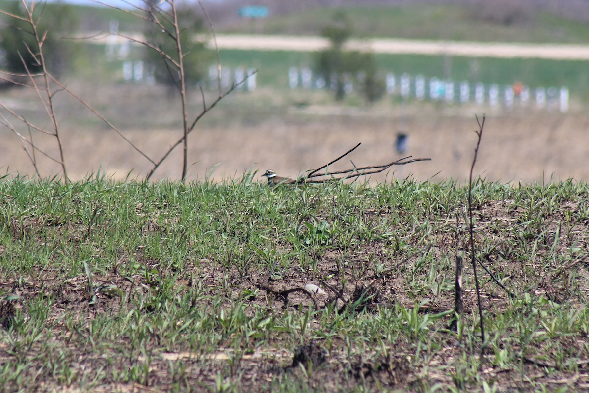 Killdeer - ML617825745