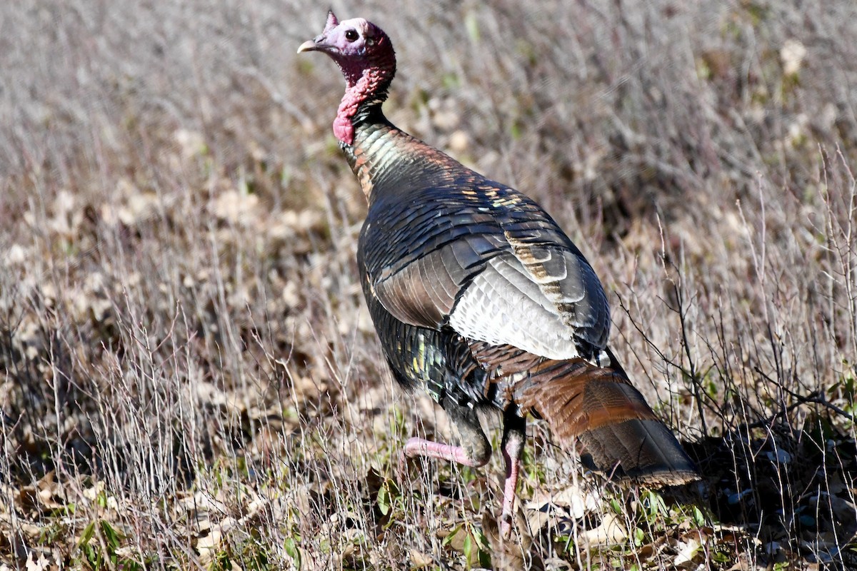 Wild Turkey - ML617825756